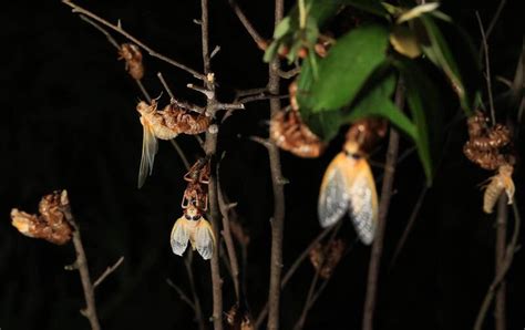 趕走蟬|221年來首次…美國「1兆隻蟬」破土而出 時間點曝 